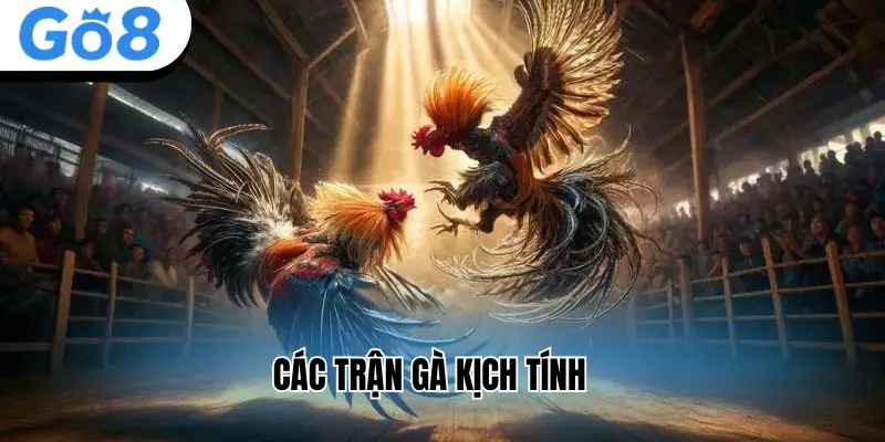 Các trận gà kịch tính