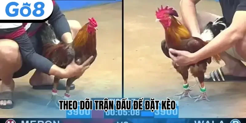 Theo dõi trận đấu để đặt kèo